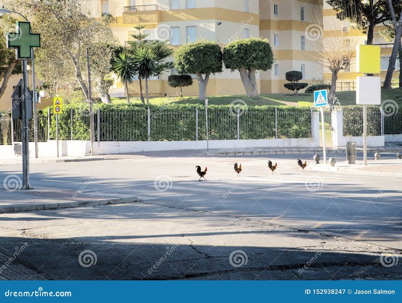 Chicken road casino, chicken road oficial