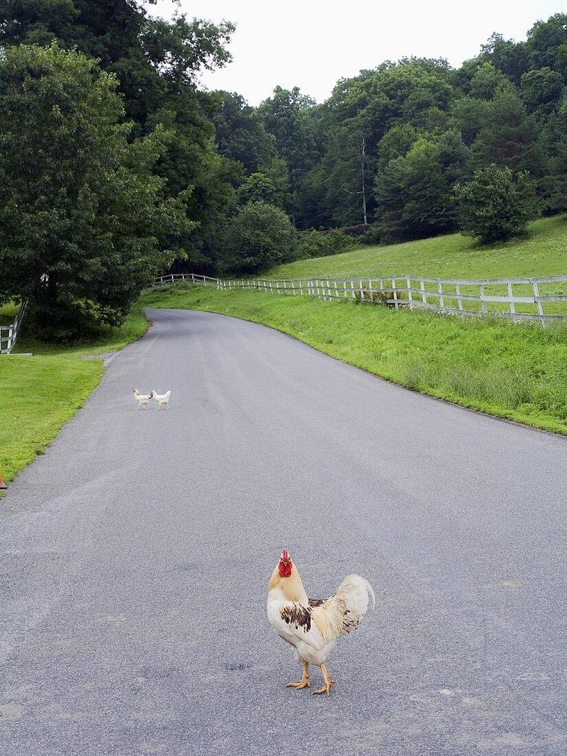 Image: Speel Nu Chicken Road bij de Nettikasinos in Nederland Online