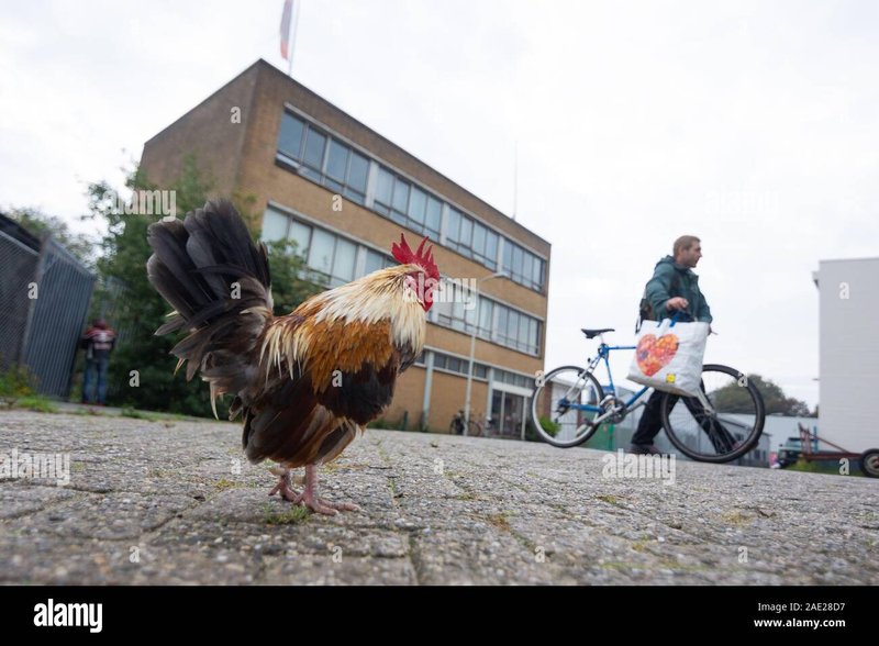 Chicken road casino, chicken road jeu